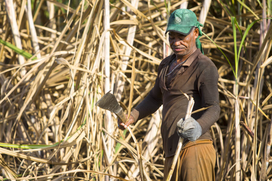 O valor da produção da cana-de-açúcar registrou queda de 9,9% no ano passado, diz IBGE